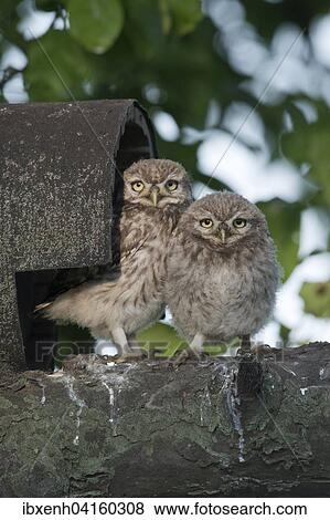 Young little owls (Athene noctua) in front of their nesting hole, Emsland, Lower Saxony, Germany, Europe View Large Photo Image Stock Photo - Young little owls (Athene noctua) in front of their nesting hole, Emsland, Lower Saxony, Germany, Europe. Fotosearch