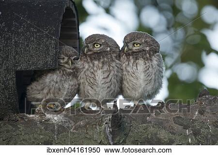Young little owls (Athene noctua), Emsland, Lower Saxony, Germany, Europe View Large Photo Image Stock Image - Young little owls (Athene noctua), Emsland, Lower Saxony, Germany, Europe. Fotosearch