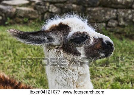 Young Llama (Lama glama), animal portrait, in the ruined city of Machu Picchu, Peru, South America View Large Photo Image Stock Photo - Young Llama (Lama glama), animal portrait, in the ruined city of Machu Picchu, Peru, South America. Fotosearch