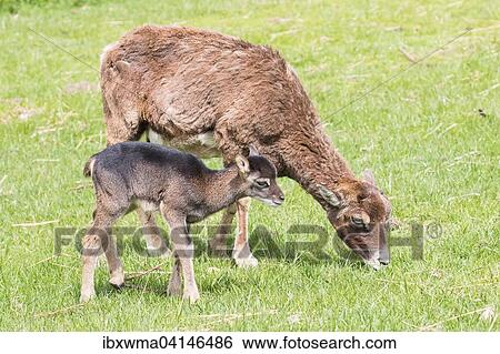 Young mouflon (Ovis orientalis) with mother, Masuria, Poland, Europe View Large Photo Image Stock Photograph - Young mouflon (Ovis orientalis) with mother, Masuria, Poland, Europe. Fotosearch