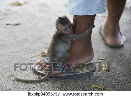 Young Northern pig-tailed macaque (Macaca leonina) clings to a leg, Lamai, Koh Samui, Thailand, Asia View Large Photo Image Stock Photo - Young Northern pig-tailed macaque (Macaca leonina) clings to a leg, Lamai, Koh Samui, Thailand, Asia. Fotosearch