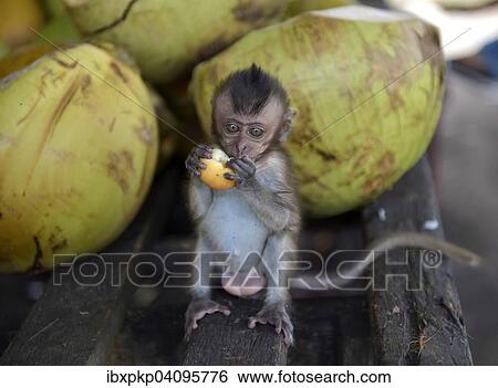 Young Northern pig-tailed macaque (Macaca leonina) eating a fruit, Lamai, Koh Samui, Thailand, Asia View Large Photo Image Stock Photograph - Young Northern pig-tailed macaque (Macaca leonina) eating a fruit, Lamai, Koh Samui, Thailand, Asia. Fotosearch