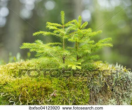 Young Norway Spruce trees (Picea abies), growing on moss, Harz National Park, Lower Saxony, Germany, Europe View Large Photo Image Stock Image - Young Norway Spruce trees (Picea abies), growing on moss, Harz National Park, Lower Saxony, Germany, Europe. Fotosearch
