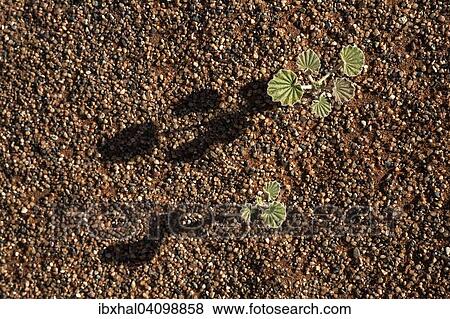 Young plant growing on the desert floor, Sossusvlei, Namib Desert, Namib Naukluft Park, Namibia, Africa View Large Photo Image Stock Photo - Young plant growing on the desert floor, Sossusvlei, Namib Desert, Namib Naukluft Park, Namibia, Africa. Fotosearch