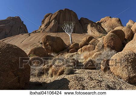 Young quiver tree (Aloe dichotoma), rocks and boulders, Spitzkoppe, Damaraland, Namibia, Africa View Large Photo Image Picture - Young quiver tree (Aloe dichotoma), rocks and boulders, Spitzkoppe, Damaraland, Namibia, Africa. Fotosearch