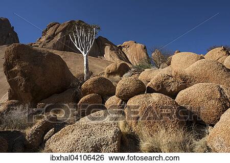 Young quiver tree (Aloe dichotoma), rocks and boulders, Spitzkoppe, Damaraland, Namibia, Africa View Large Photo Image Stock Photograph - Young quiver tree (Aloe dichotoma), rocks and boulders, Spitzkoppe, Damaraland, Namibia, Africa. Fotosearch