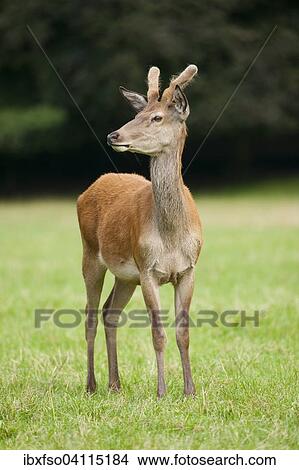 Young red deer (Cervus elaphus) with velvet antlers, captive, Bavaria, Germany, Europe View Large Photo Image Picture - Young red deer (Cervus elaphus) with velvet antlers, captive, Bavaria, Germany, Europe. Fotosearch