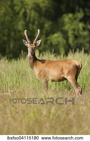Young red deer (Cervus elaphus) with velvet antlers, captive, Saxony, Germany, Europe View Large Photo Image Stock Image - Young red deer (Cervus elaphus) with velvet antlers, captive, Saxony, Germany, Europe. Fotosearch