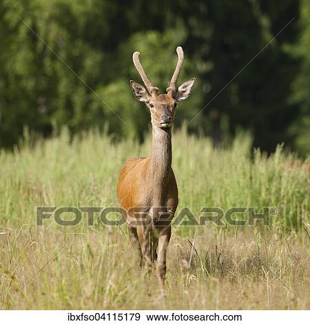 Stock Photo - Young red deer (Cervus elaphus) with velvet antlers, captive, Saxony, Germany, Europe. Fotosearch