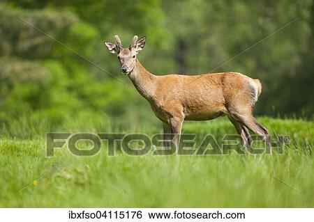 Young red deer (Cervus elaphus) with velvet antlers, captive, Saxony, Germany, Europe View Large Photo Image Stock Photograph - Young red deer (Cervus elaphus) with velvet antlers, captive, Saxony, Germany, Europe. Fotosearch