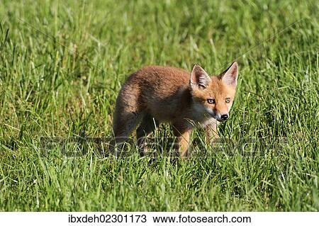 Young red fox (Vulpes vulpes) in the field, Allgaeu, Bavaria, Germany, Europe View Large Photo Image Stock Image - Young red fox (Vulpes vulpes) in the field, Allgaeu, Bavaria, Germany, Europe. Fotosearch