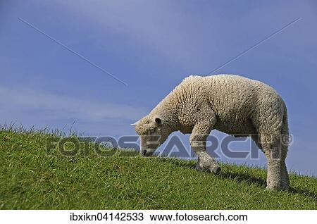 Young sheep grazing on a dike, Schlewig-Holstein, Germany, Europe View Large Photo Image Stock Image - Young sheep grazing on a dike, Schlewig-Holstein, Germany, Europe. Fotosearch