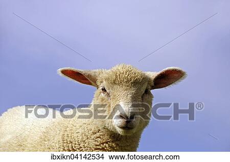 Young sheep, portrait, Schlewig-Holstein, Germany, Europe View Large Photo Image Picture - Young sheep, portrait, Schlewig-Holstein, Germany, Europe. Fotosearch