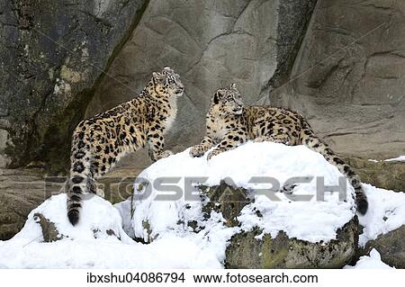 Young Snow Leopards (Panthera uncia) playing, captive, Switzerland, Europe View Large Photo Image Picture - Young Snow Leopards (Panthera uncia) playing, captive, Switzerland, Europe. Fotosearch