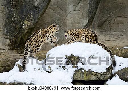 Young Snow Leopards (Panthera uncia) playing, captive, Switzerland, Europe View Large Photo Image Stock Image - Young Snow Leopards (Panthera uncia) playing, captive, Switzerland, Europe. Fotosearch