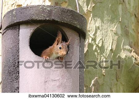 Stock Image - Young squirrel (Sciurus vulgaris) looking out of owl nesting box, Hesse, Germany, Europe. Fotosearch