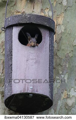 Young squirrel (Sciurus vulgaris) looking out of owl nesting box, Hesse, Germany, Europe View Large Photo Image Stock Photo - Young squirrel (Sciurus vulgaris) looking out of owl nesting box, Hesse, Germany, Europe. Fotosearch
