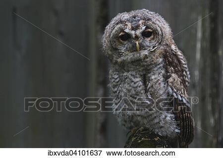 Young Tawny Owl (Strix aluco), captive, Luerwald forest, Sauerland, North Rhine-Westphalia, Germany, Europe View Large Photo Image Stock Photo - Young Tawny Owl (Strix aluco), captive, Luerwald forest, Sauerland, North Rhine-Westphalia, Germany, Europe. Fotosearch