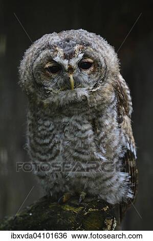 Young Tawny Owl (Strix aluco), captive, Luerwald forest, Sauerland, North Rhine-Westphalia, Germany, Europe View Large Photo Image Stock Photograph - Young Tawny Owl (Strix aluco), captive, Luerwald forest, Sauerland, North Rhine-Westphalia, Germany, Europe. Fotosearch