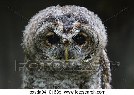 Young Tawny Owl (Strix aluco), captive, Luerwald forest, Sauerland, North Rhine-Westphalia, Germany, Europe View Large Photo Image Stock Photography - Young Tawny Owl (Strix aluco), captive, Luerwald forest, Sauerland, North Rhine-Westphalia, Germany, Europe. Fotosearch