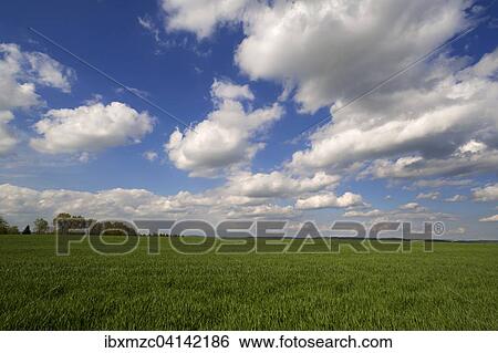 Young wheat field, Wheat (Triticum aestivum), with cloudy sky, Middle Franconia, Bavaria, Germany, Europe View Large Photo Image Stock Photograph - Young wheat field, Wheat (Triticum aestivum), with cloudy sky, Middle Franconia, Bavaria, Germany, Europe. Fotosearch