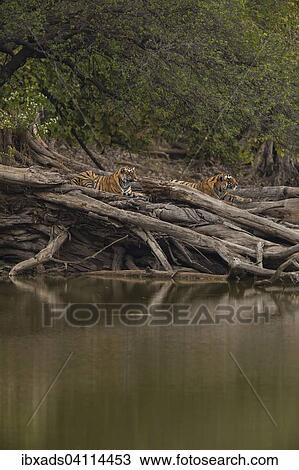 Young wild Bengal Tiger cubs (Panthera tigris tigris) lying on a fallen tree, at the edge of a lake in the forest, Ranthambhore National Park, Rajasthan, India, Asia View Large Photo Image Stock Image - Young wild Bengal Tiger cubs (Panthera tigris tigris) lying on a fallen tree, at the edge of a lake in the forest, Ranthambhore National Park, Rajasthan, India, Asia. Fotosearch