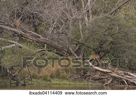 Stock Photo - Young wild Bengal Tiger cubs (Panthera tigris tigris) climbing trees at the edge of a lake in the forest, Ranthambhore National Park, Rajasthan, India, Asia. Fotosearch