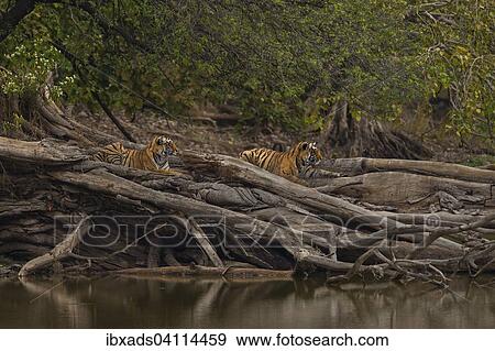 Young wild Bengal Tiger cubs (Panthera tigris tigris) lying on a fallen tree, at the edge of a lake in the forest, Ranthambhore National Park, Rajasthan, India, Asia View Large Photo Image Stock Photo - Young wild Bengal Tiger cubs (Panthera tigris tigris) lying on a fallen tree, at the edge of a lake in the forest, Ranthambhore National Park, Rajasthan, India, Asia. Fotosearch