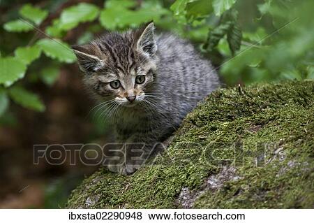 Young wildcat (Felis silvestris), Neuschoenau outdoor animal enclosure, Bavarian Forest, Bavaria, Germany, Europe, PublicGround, Europe View Large Photo Image Stock Photo - Young wildcat (Felis silvestris), Neuschoenau outdoor animal enclosure, Bavarian Forest, Bavaria, Germany, Europe, PublicGround, Europe. Fotosearch