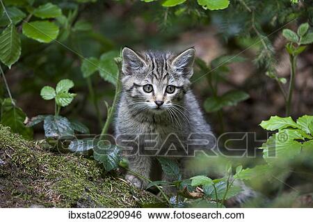 Young wildcat (Felis silvestris), Neuschoenau outdoor animal enclosure, Bavarian Forest, Bavaria, Germany, Europe, PublicGround, Europe View Large Photo Image Stock Photograph - Young wildcat (Felis silvestris), Neuschoenau outdoor animal enclosure, Bavarian Forest, Bavaria, Germany, Europe, PublicGround, Europe. Fotosearch