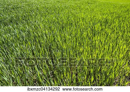 Stock Image - Young Winter wheat (Triticum), Bavaria, Germany, Europe. Fotosearch