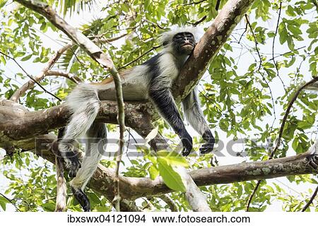 Zanzibar Red Colobus (Procolobus kirkii) sleeping on a tree, endemic species, Jozani Chwaka Bay National Park, Unguja, Zanzibar Archipelago, Tanzania, Africa View Large Photo Image Picture - Zanzibar Red Colobus (Procolobus kirkii) sleeping on a tree, endemic species, Jozani Chwaka Bay National Park, Unguja, Zanzibar Archipelago, Tanzania, Africa. Fotosearch