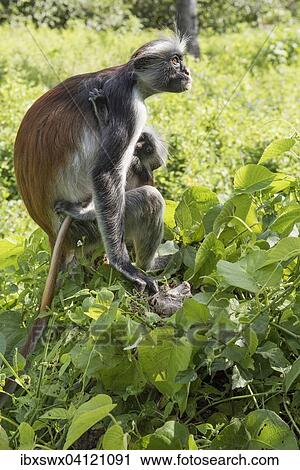 Stock Image - Zanzibar Red Colobus (Procolobus kirkii), female with young in the bushes, endemic species, Jozani Chwaka Bay National Park, Unguja, Zanzibar Archipelago, Tanzania, Africa. Fotosearch