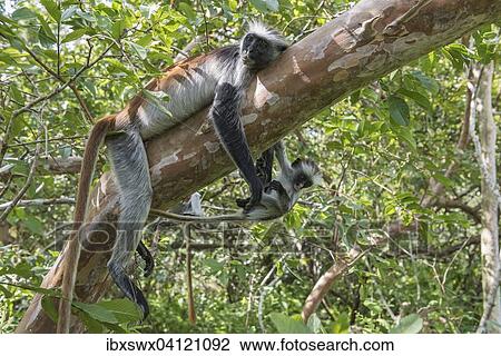 Stock Image - Zanzibar Red Colobus (Procolobus kirkii), female with young on a tree, endemic species, Jozani Chwaka Bay National Park, Unguja, Zanzibar Archipelago, Tanzania, Africa. Fotosearch