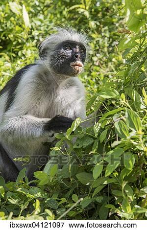 Zanzibar Red Colobus (Procolobus kirkii) sitting in the bushes, endemic species, Jozani Chwaka Bay National Park, Unguja, Zanzibar Archipelago, Tanzania, Africa View Large Photo Image Stock Photo - Zanzibar Red Colobus (Procolobus kirkii) sitting in the bushes, endemic species, Jozani Chwaka Bay National Park, Unguja, Zanzibar Archipelago, Tanzania, Africa. Fotosearch