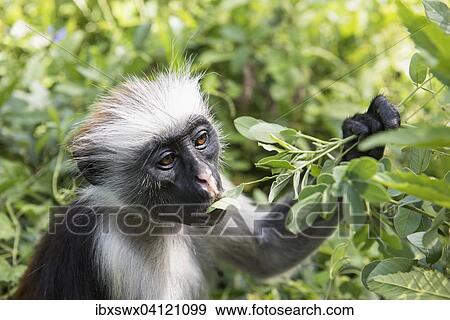 Zanzibar Red Colobus (Procolobus kirkii) feeding on leaves, endemic species, Jozani Chwaka Bay National Park, Unguja, Zanzibar Archipelago, Tanzania, Africa View Large Photo Image Stock Photo - Zanzibar Red Colobus (Procolobus kirkii) feeding on leaves, endemic species, Jozani Chwaka Bay National Park, Unguja, Zanzibar Archipelago, Tanzania, Africa. Fotosearch