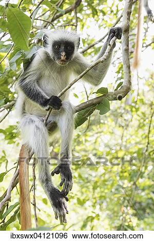 Stock Photograph - Zanzibar Red Colobus (Procolobus kirkii) sitting on a tree, endemic species, Jozani Chwaka Bay National Park, Unguja, Zanzibar Archipelago, Tanzania, Africa. Fotosearch