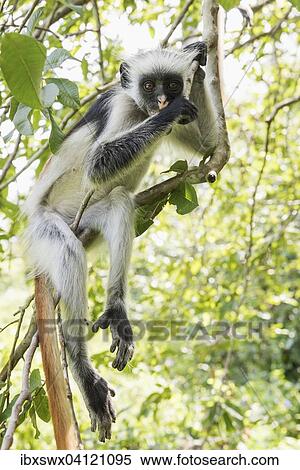 Zanzibar Red Colobus (Procolobus kirkii) sitting on a tree, endemic species, Jozani Chwaka Bay National Park, Unguja, Zanzibar Archipelago, Tanzania, Africa View Large Photo Image Stock Photography - Zanzibar Red Colobus (Procolobus kirkii) sitting on a tree, endemic species, Jozani Chwaka Bay National Park, Unguja, Zanzibar Archipelago, Tanzania, Africa. Fotosearch