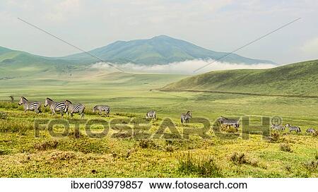 Zebra herd, Plains Zebras (Equus quagga), in the landscape, Serengeti, Tanzania, Africa View Large Photo Image Stock Photo - Zebra herd, Plains Zebras (Equus quagga), in the landscape, Serengeti, Tanzania, Africa. Fotosearch