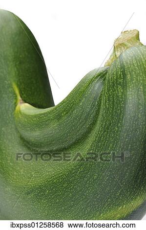 Zucchini with baby View Large Photo Image Stock Photo - Zucchini with baby. Fotosearch