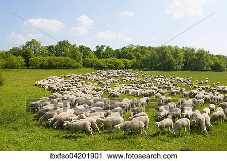 A flock of domestic sheep at the Hainich National Park, Thuringia, Germany, Europe View Large Photo Image Stock Image - A flock of domestic sheep at the Hainich National Park, Thuringia, Germany, Europe. Fotosearch