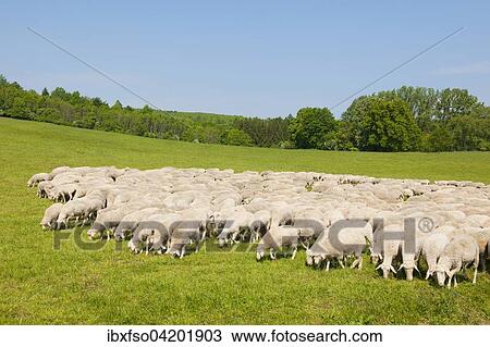 A flock of domestic sheep at the Hainich National Park, Thuringia, Germany, Europe View Large Photo Image Stock Image - A flock of domestic sheep at the Hainich National Park, Thuringia, Germany, Europe. Fotosearch