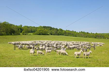 A flock of domestic sheep at the Hainich National Park, Thuringia, Germany, Europe View Large Photo Image Stock Photography - A flock of domestic sheep at the Hainich National Park, Thuringia, Germany, Europe. Fotosearch