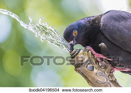 A pigeon drinking water at a fountain, Zurich, Switzerland, Europe View Large Photo Image Picture - A pigeon drinking water at a fountain, Zurich, Switzerland, Europe. Fotosearch