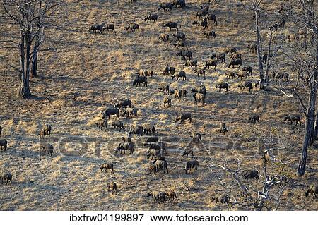 African Buffaloes or Cape Buffaloes (Syncerus caffer), herd in the tree savannah, aerial view in the morning light, South Luangwa National Park, Zambia, Africa View Large Photo Image Stock Photo - African Buffaloes or Cape Buffaloes (Syncerus caffer), herd in the tree savannah, aerial view in the morning light, South Luangwa National Park, Zambia, Africa. Fotosearch