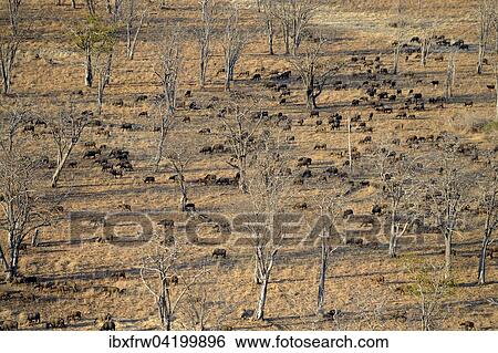 Stock Photograph - African Buffaloes or Cape Buffaloes (Syncerus caffer), herd in the tree savannah, aerial view in the morning light, South Luangwa National Park, Zambia, Africa. Fotosearch