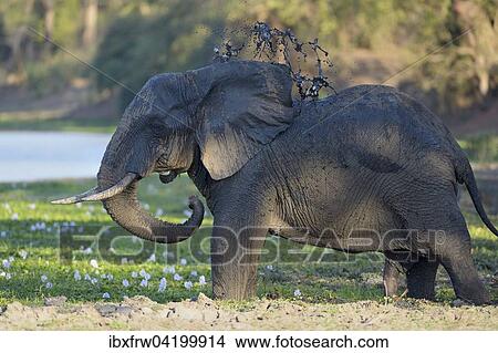 African Elephant (Loxodonta africana), throwing mud at himself, Lower Zambezi National Park, Zambia, Africa View Large Photo Image Picture - African Elephant (Loxodonta africana), throwing mud at himself, Lower Zambezi National Park, Zambia, Africa. Fotosearch