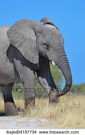 African elephant (Loxodonta africana), young male walking in dry grass, Etosha National Park, Namibia, Africa View Large Photo Image Picture - African elephant (Loxodonta africana), young male walking in dry grass, Etosha National Park, Namibia, Africa. Fotosearch