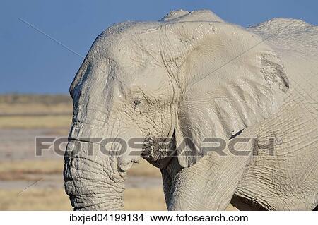 African Elephant (Loxodonta africana), male, covered with mud, Etosha National Park, Namibia, Africa View Large Photo Image Picture - African Elephant (Loxodonta africana), male, covered with mud, Etosha National Park, Namibia, Africa. Fotosearch