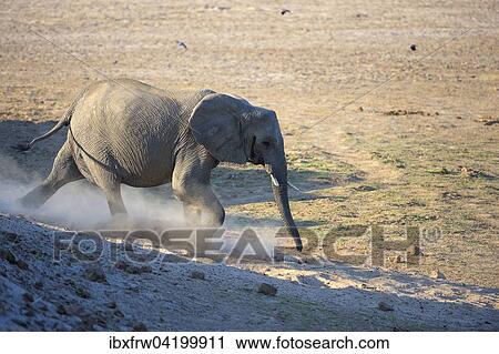 African Elephant (Loxodonta africana), young bull running down the river bed, South Luangwa National Park, Zambia, Africa View Large Photo Image Stock Image - African Elephant (Loxodonta africana), young bull running down the river bed, South Luangwa National Park, Zambia, Africa. Fotosearch